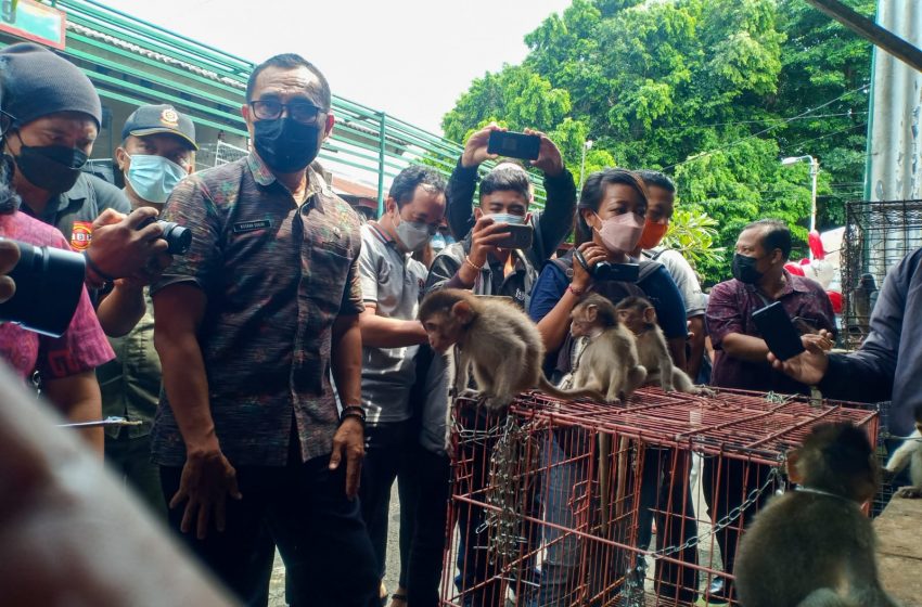  Pemkot Denpasar Tertibkan Penjual HPR Liar, Antisipasi Penyebaran Rabies
