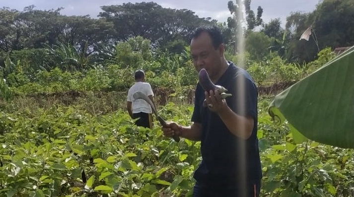  Program Padat Karya Nabati dan Hewani. Desa Dangin Puri Kelod Panen Sayur Terong