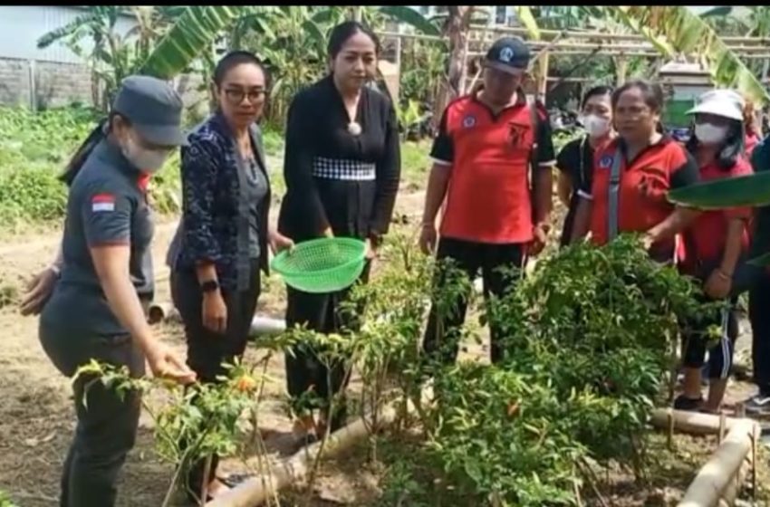  Cabai dan Terong Bentuk Penguatan Ketahanan Pangan