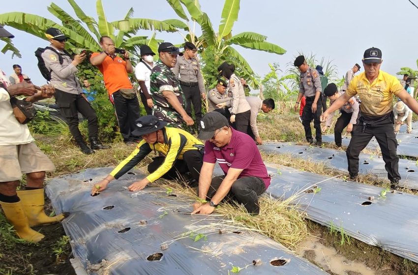  Sinergi Dinas Pertanian Denpasar dengan Kepolisian, Dukung Pengendalian Inflasi Dengan Gertam Cabai di Subak Umalayu.