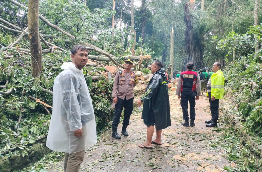  Tertimpa Pohon Tumbang di Monkey Forest 2 WNA Meninggal Dunia