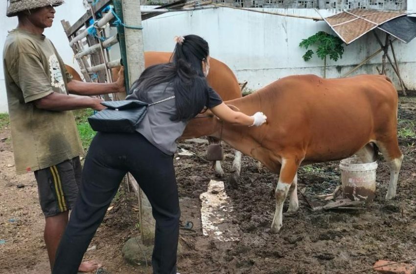 Optimalisasi Pencegahan Penyebaran Penyakit PMK, Distan Denpasar Gelar Vaksinasi Sapi
