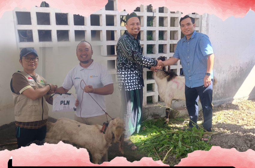 PLN Indonesia Power UBP Bali PLTDG Pesanggaran Serahkan Bantuan Hewan Qurban Sambut Idul Adha 1446 H