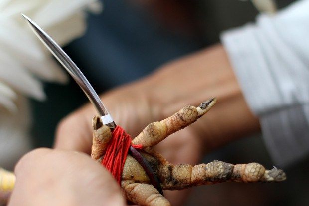 Duka Menyelimuti Keluarga Nengah Sudaya Meninggal Dunia Akibat Kena Tujuk Taji Ayam