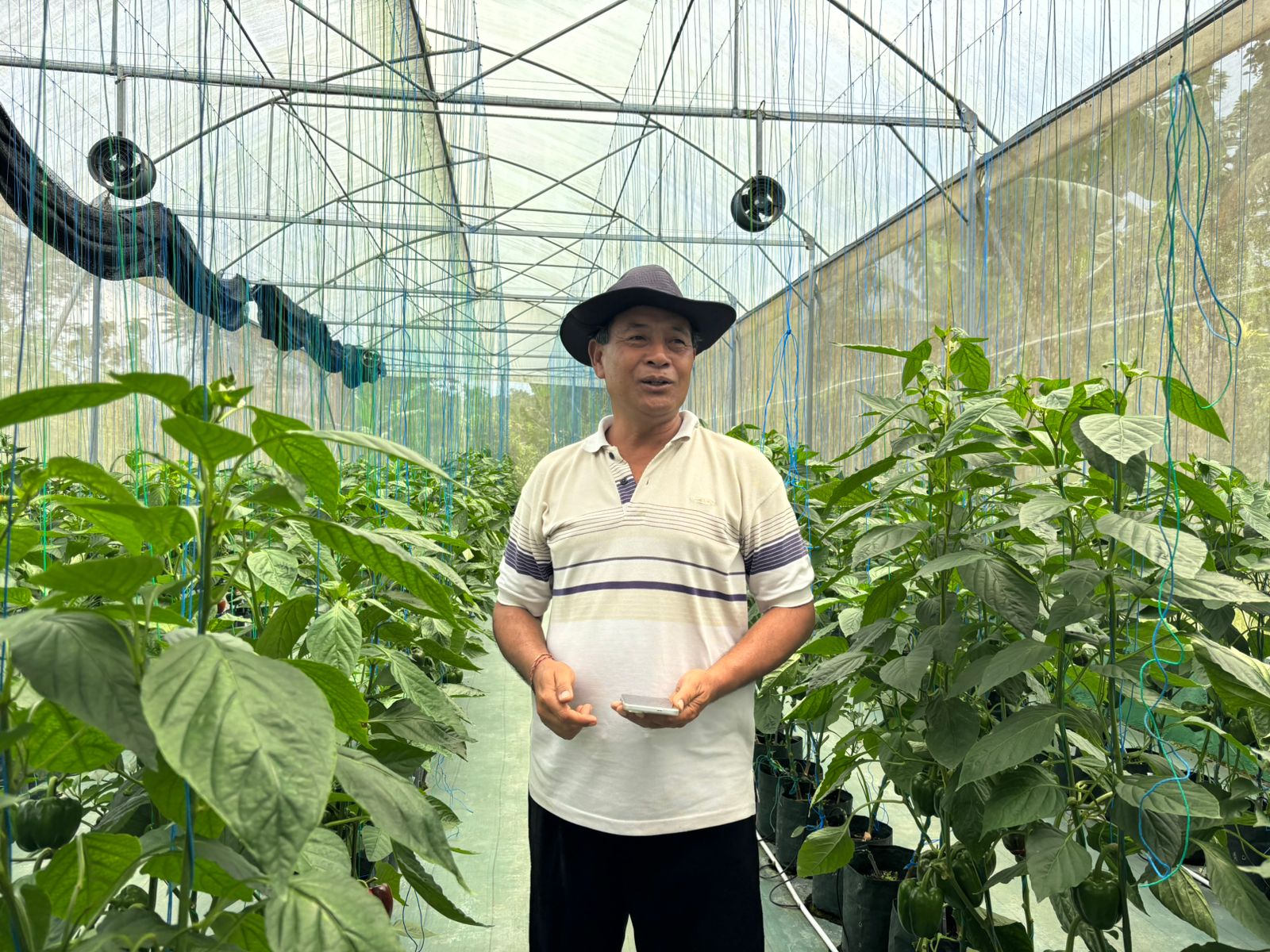 Dukungan Modal BRI untuk Pertanian Paprika Organik Tabanan: Tembus Pasar Premium dan Smart Farming