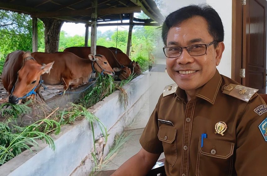  Populasi Fluktuatif, Distan Bali Usulkan Tambahan 3.000 Kuota Sapi Sesuai Data iSIKHNAS